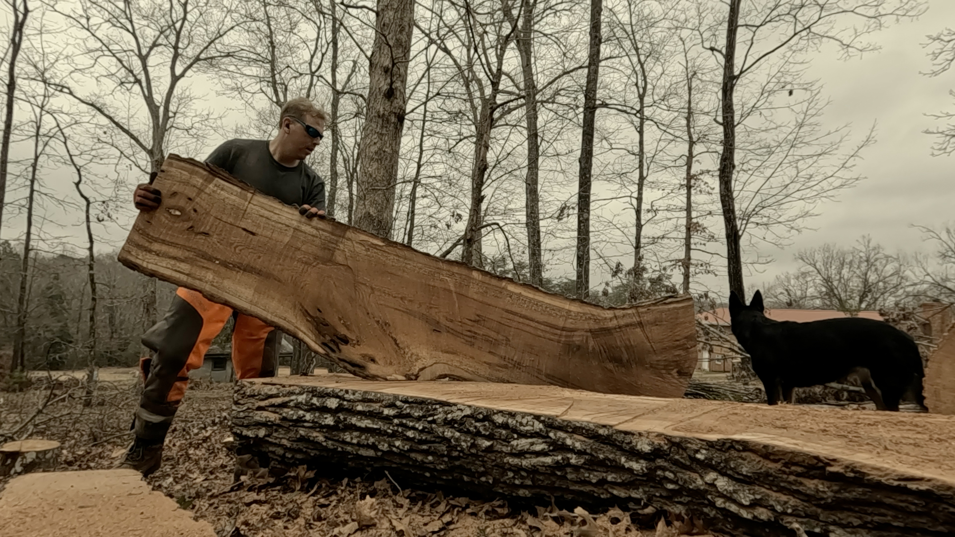 David lifting a fresh live-edge slab off the log